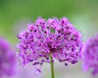 alliums (410 of 82)