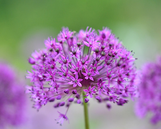 alliums (410 of 82)
