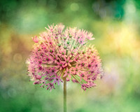 alliums (421 of 82)-Edit