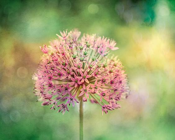 alliums (421 of 82)-Edit