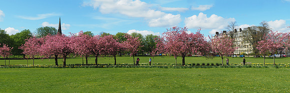 BlossomPanorama1 - good fit for 48" x 16" canvas