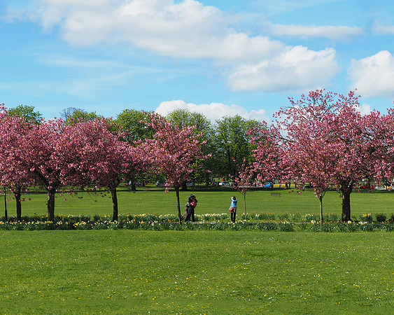 BlossomPanorama1 - centre section side