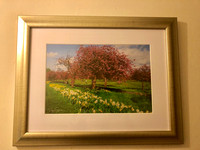 Blossoms on Harrogate Stray