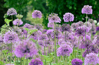 alliums (413 of 82)