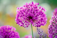 alliums (451 of 82)-2