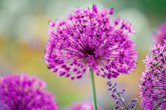 alliums (451 of 82)-2