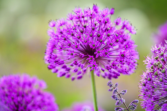 alliums (451 of 82)