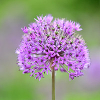 alliums (421 of 82)