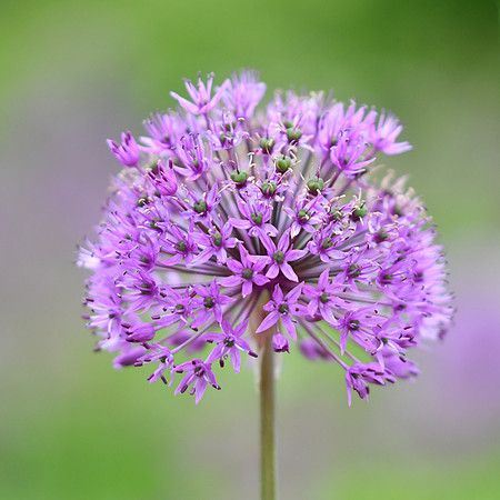 alliums (421 of 82)