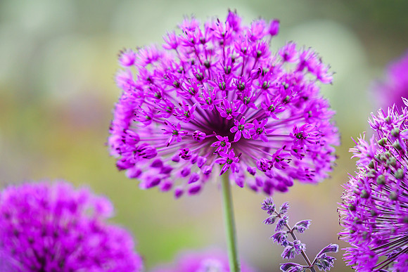 alliums (451 of 82)-3