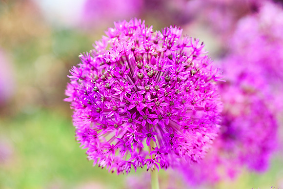 alliums (456 of 82)-Edit