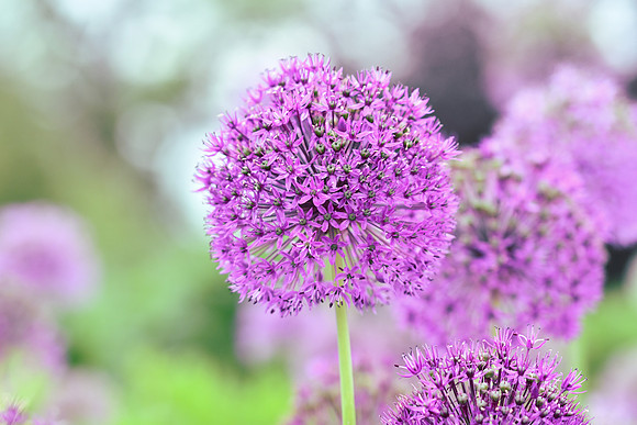 alliums (464 of 82)
