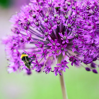 Alliums