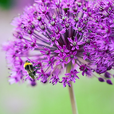 alliums (406 of 82)