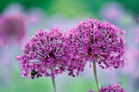 alliums (408 of 82)