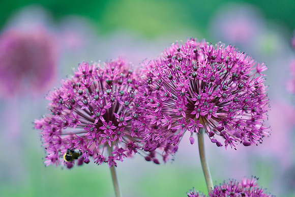 alliums (408 of 82)