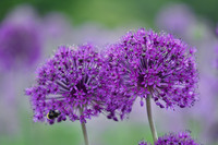 alliums (408 of 82)-3