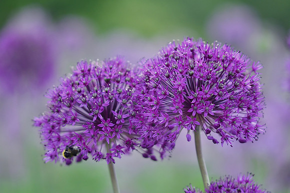 alliums (408 of 82)-3