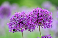 alliums (408 of 82)-4