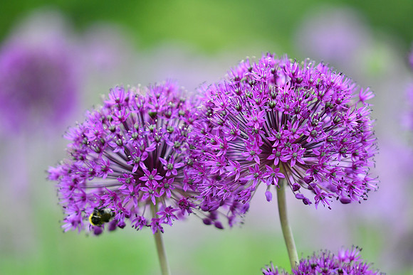 alliums (408 of 82)-4