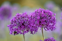 alliums (408 of 82)-2