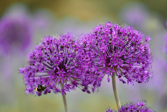 alliums (408 of 82)-2
