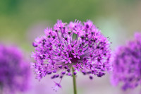alliums (410 of 82)