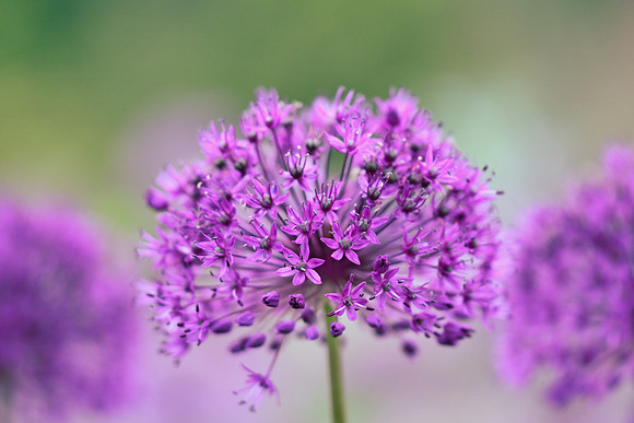 alliums (410 of 82)