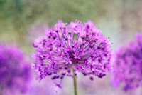 alliums (410 of 82)-Edit