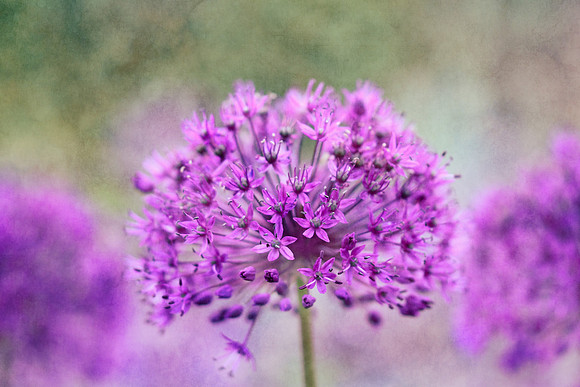 alliums (410 of 82)-Edit