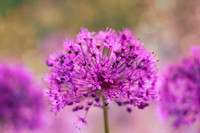 alliums (410 of 82)-Edit-2