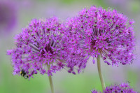 alliums (411 of 82)