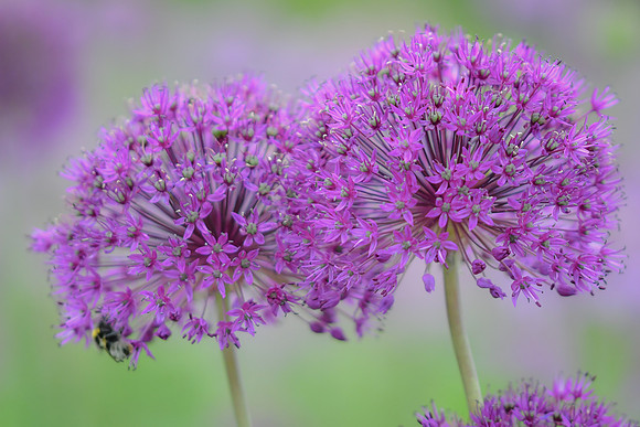 alliums (411 of 82)