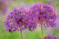 alliums (411 of 82)-Edit