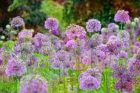 alliums (412 of 82)-3