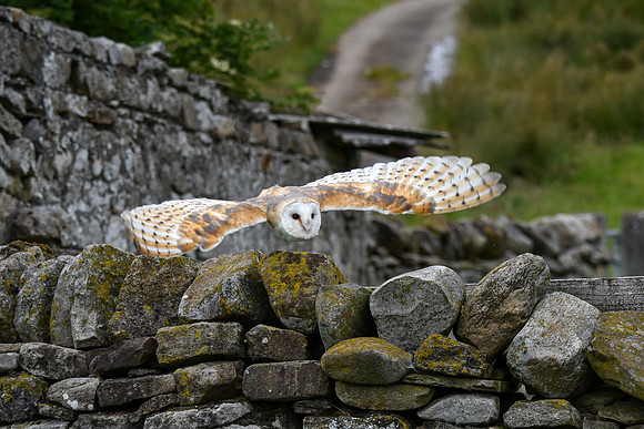Barn owl