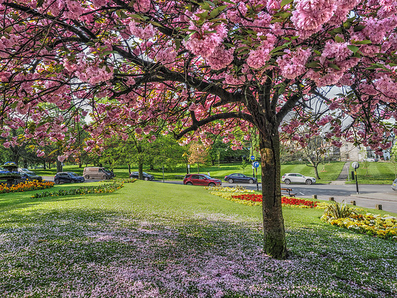 blossoms in Harrogate