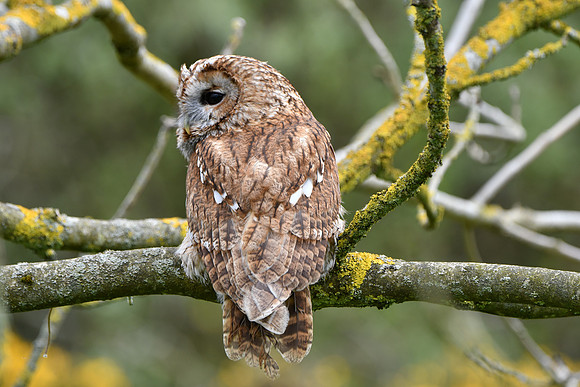 BIrds of Prey Swinton (918 of 1184)