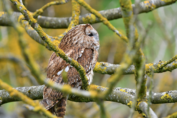 BIrds of Prey Swinton (935 of 1184)