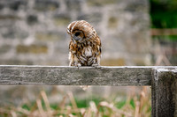 BIrds of Prey Swinton (963 of 1184)