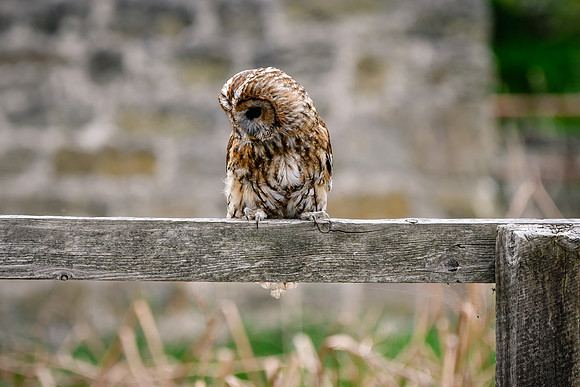 BIrds of Prey Swinton (963 of 1184)