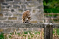 BIrds of Prey Swinton (964 of 1184)