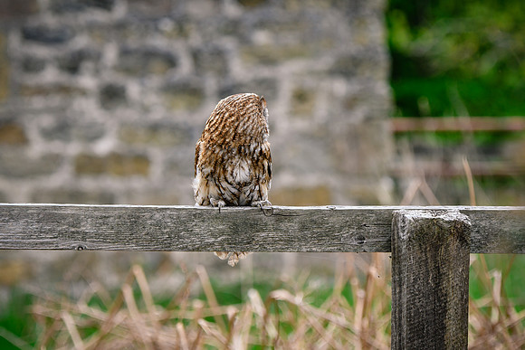 BIrds of Prey Swinton (964 of 1184)