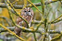 BIrds of Prey Swinton (936 of 1184)