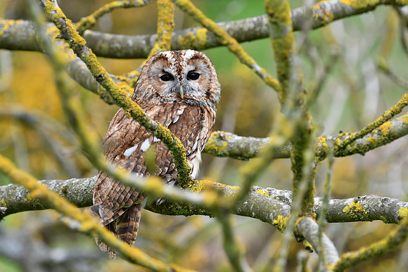 BIrds of Prey Swinton (936 of 1184)