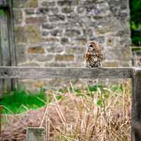 BIrds of Prey Swinton (965 of 1184)