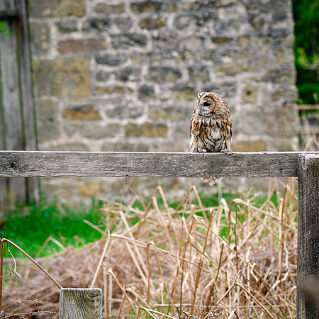 BIrds of Prey Swinton (965 of 1184)