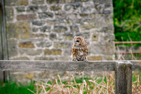 BIrds of Prey Swinton (966 of 1184)