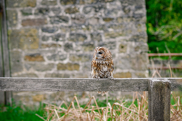 BIrds of Prey Swinton (966 of 1184)