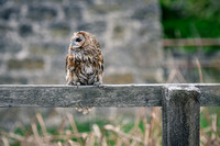 BIrds of Prey Swinton (968 of 1184)